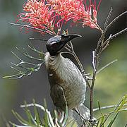 Bingera National Park (QLD)