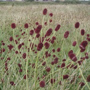 Great Burnet (Sanguisorba Officinalis)