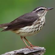 Louisiana Waterthrush