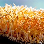 Cordyceps