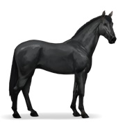 KWPN - Black