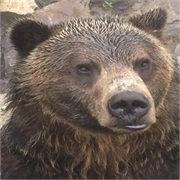 Breakfast With Grizzlies