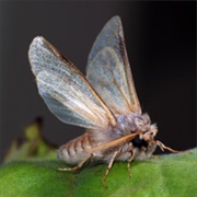 Mottephobia – the Fear of Moths