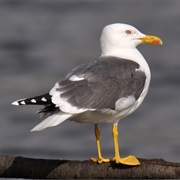 Lesser Black-Backed Gull