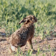 Yunnan Hare