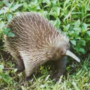 Echidna