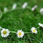 Makeing Daisy Chains