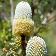 Banksia