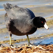 American Coot