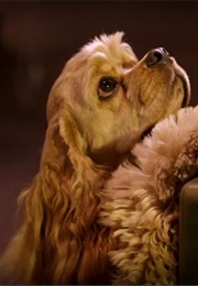 Lady and the Tramp - 2019 (2019)