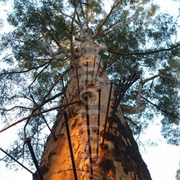 The Gloucester Tree