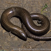 Spanish Cylindrical Skink