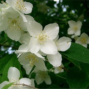 Philadelphus