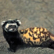 Marbled Polecat