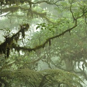 Hike Through a Cloud Forest