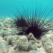 Sea Urchin