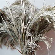 Bunch Panic (Yakirra Australiensis)