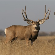 Mule Deer
