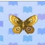 Moth
