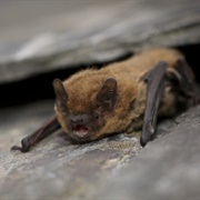 Pipistrelles