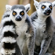 Lemurs