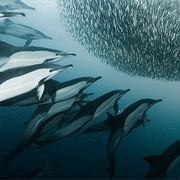 Sardine Run, South Africa