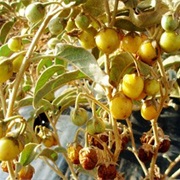 Australian Desert Raisin (Solanum Centrale)