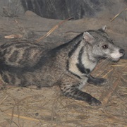 Large-Spotted Civet