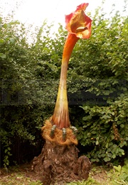 The Day of the Triffids--Venomous Plants Triffids (John Wyndham)