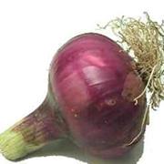 Bermuda Onion