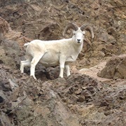 Mountain Sheep