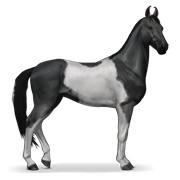 Marwari - Black Tobiano