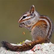 Merriam's Chipmunk