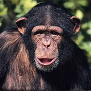 Common Chimpanzee