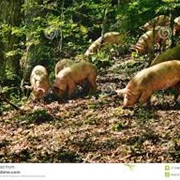 A Herd of Swine