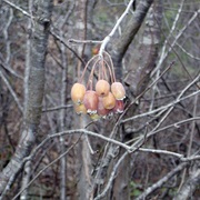 Pacific Crabapple