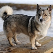 Swedish Vallhund
