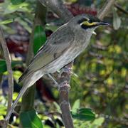 Bania National Park (QLD)