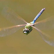 Common Green Darner