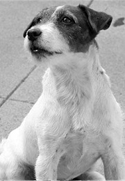 Uggie in the Artist (2011)