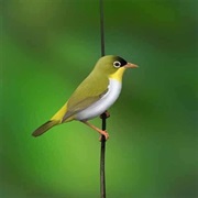 Sangihe White-Eye