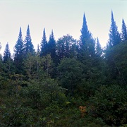 Brule River State Forest, Wisconsin