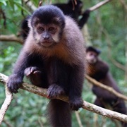 See Monkeys in the Wild