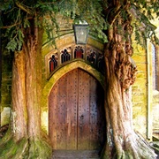 1000 Year Old Yew Tree, Wales