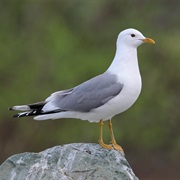 Mew Gull