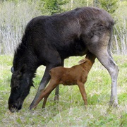 Gauja National Park, Latvia