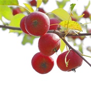 Chinese Pearleaf Crabapple (Malus Asiatica)