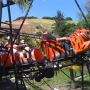 Tiger Roller Coaster