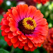 Zinnia