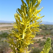 Desert Princesplume (Stanleya Pinnata)